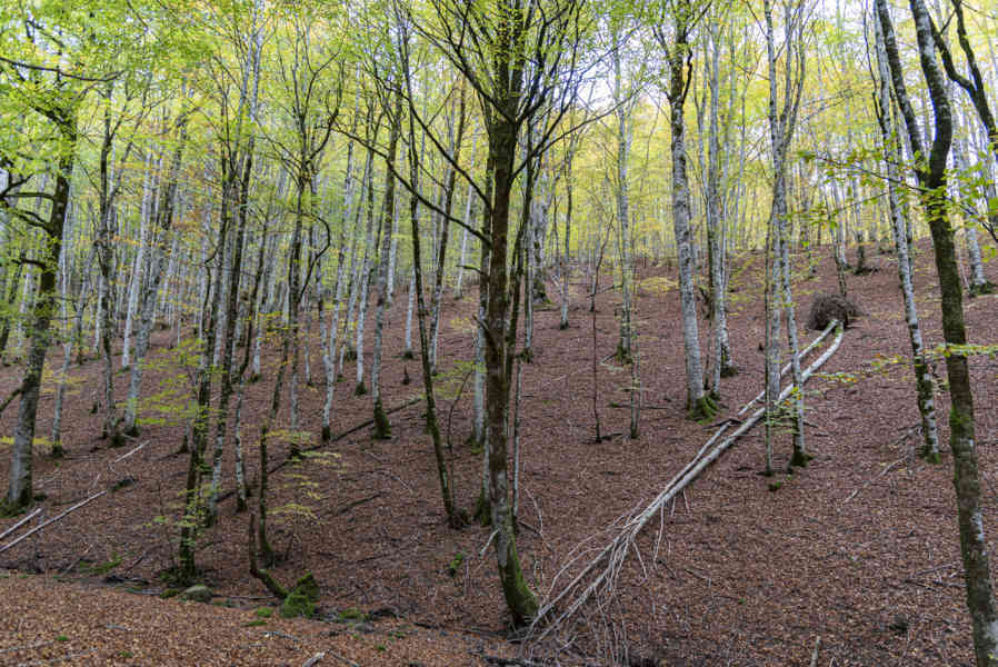 Comunidad Foral de Navarra 114 - Selva de Irati.jpg